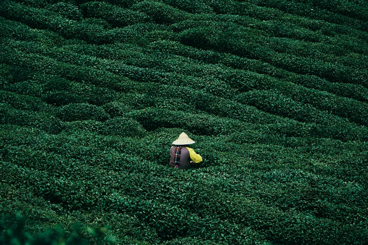 Tea sourcing (sample)