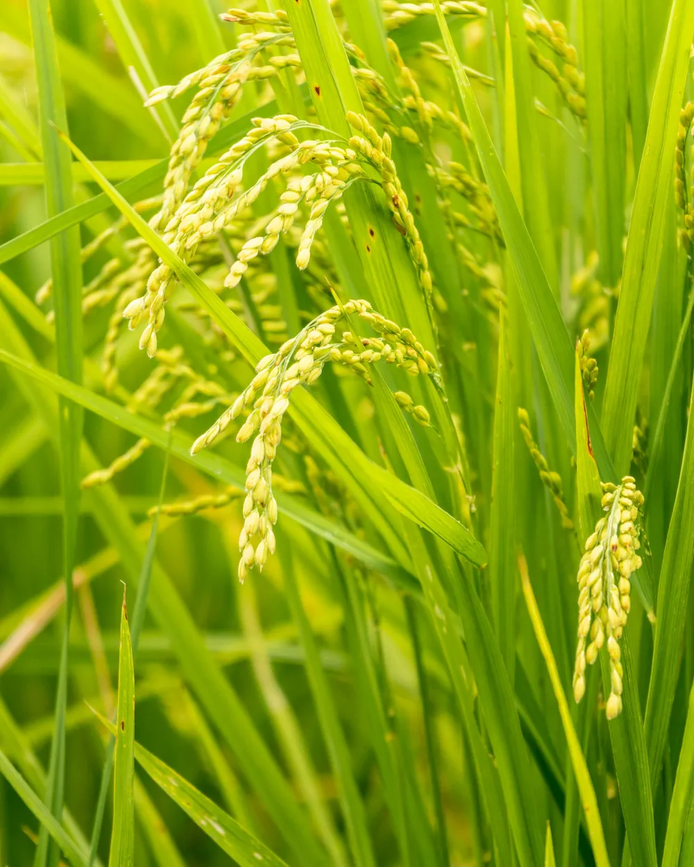 Aromatic Rice 5kg